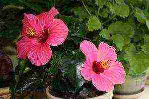 how to properly grow hibiscus at home