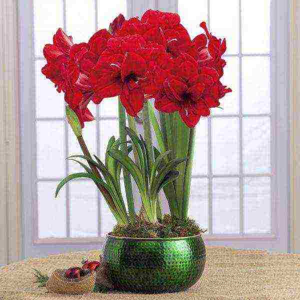 how to properly grow hippeastrum at home