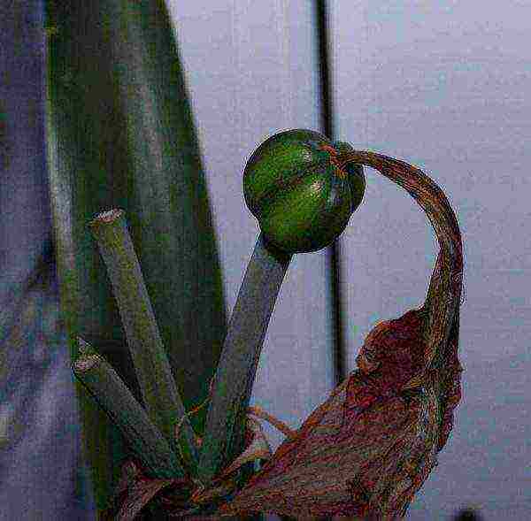 kung paano maayos na mapalago ang hippeastrum sa bahay