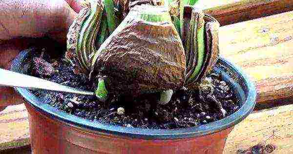 how to properly grow hippeastrum at home