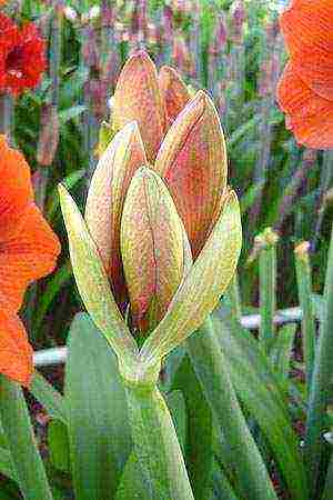 كيف ينمو hippeastrum بشكل صحيح في المنزل