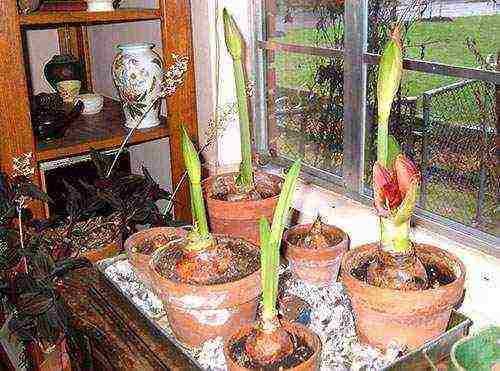 how to properly grow hippeastrum at home