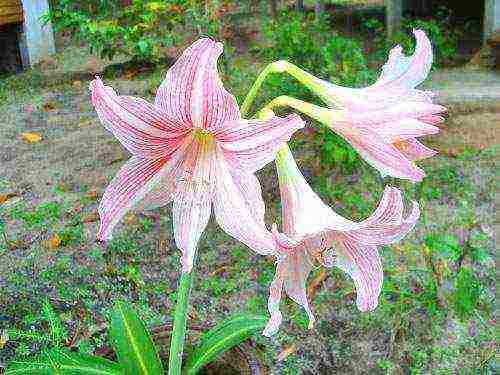 كيف ينمو hippeastrum بشكل صحيح في المنزل