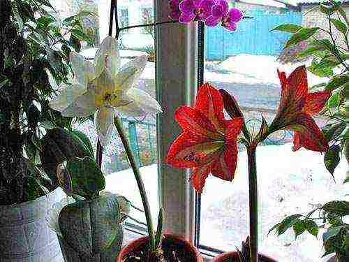 كيف ينمو hippeastrum بشكل صحيح في المنزل