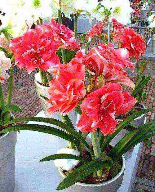 كيف ينمو hippeastrum بشكل صحيح في المنزل