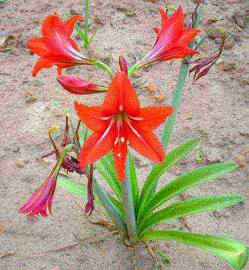 كيف ينمو hippeastrum بشكل صحيح في المنزل