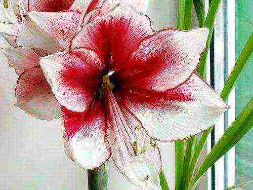 كيف ينمو hippeastrum بشكل صحيح في المنزل