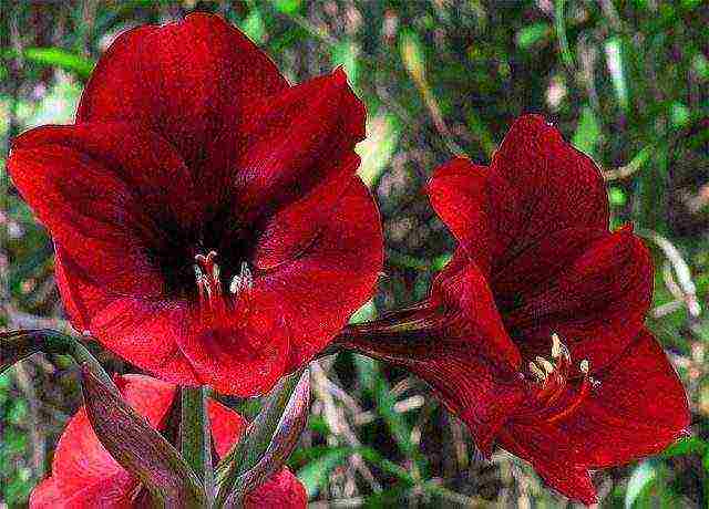 كيف ينمو hippeastrum بشكل صحيح في المنزل