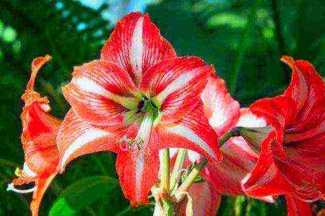 كيف ينمو hippeastrum بشكل صحيح في المنزل