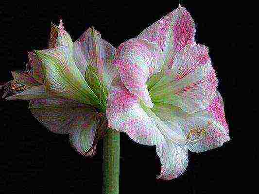 كيف ينمو hippeastrum بشكل صحيح في المنزل