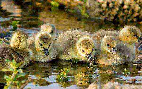 how to properly raise goslings at home