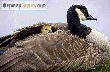 how to properly raise goslings at home