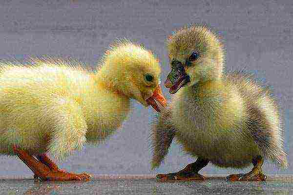 how to properly raise goslings at home