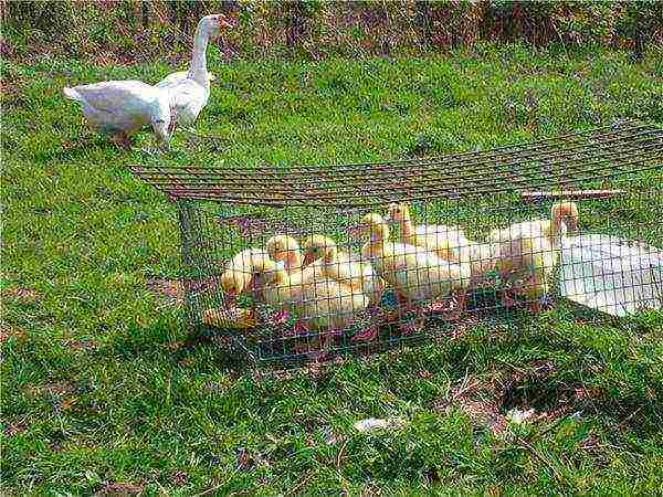 how to properly raise goslings at home