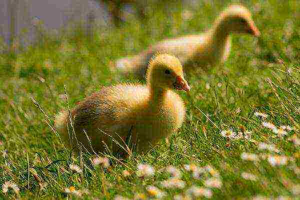 how to properly raise goslings at home