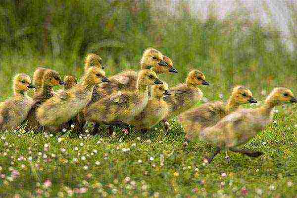 how to properly raise goslings at home