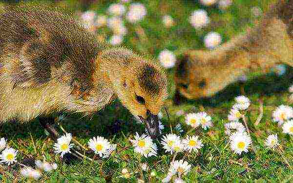 how to properly raise goslings at home