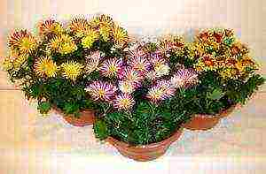 how to properly grow chrysanthemum at home