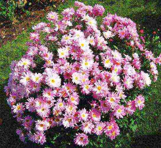 how to properly grow chrysanthemum at home