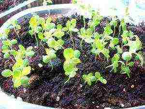 how to properly grow chrysanthemum at home