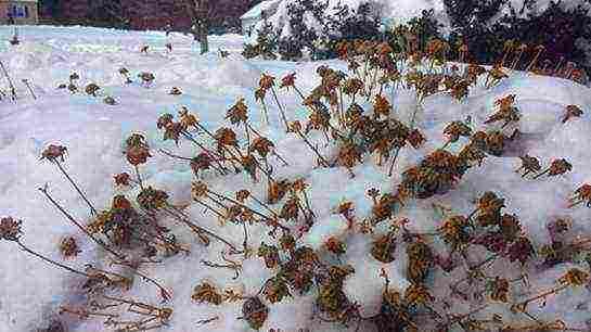 how to properly grow chrysanthemum at home