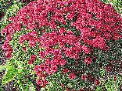 kung paano maayos na mapalago ang chrysanthemum sa bahay