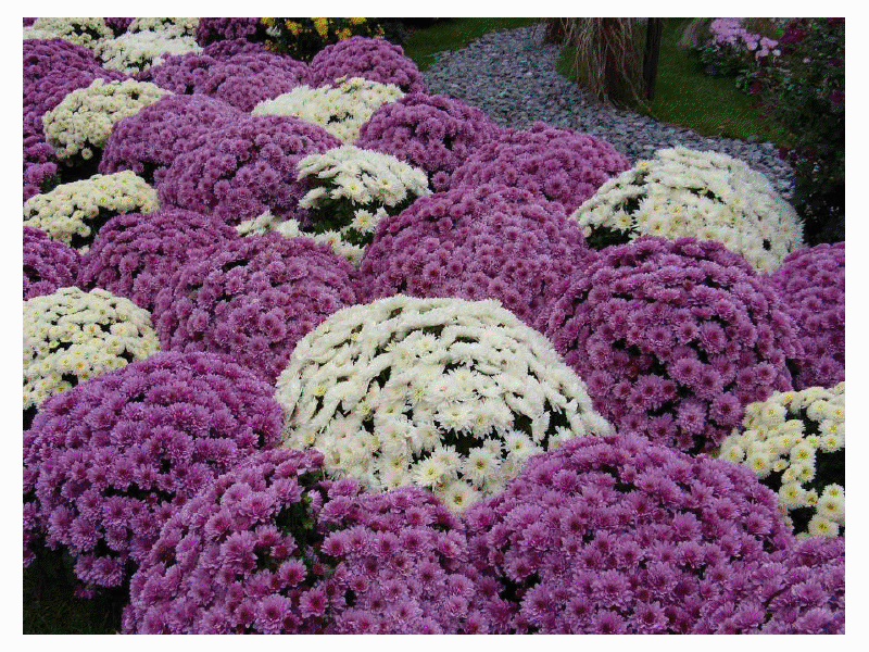 how to properly grow chrysanthemums at home