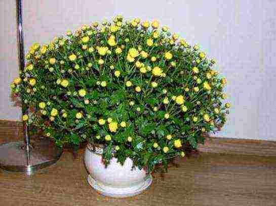 how to properly grow chrysanthemums at home