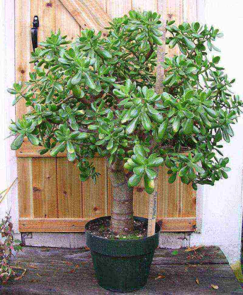 how to properly grow and care for the money tree