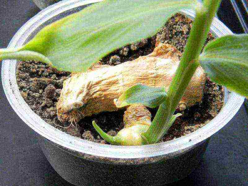 how to properly grow ginger at home