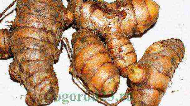 how to properly grow ginger at home