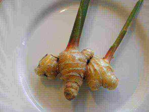 how to properly grow ginger at home