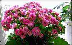 how to properly grow Kalanchoe at home