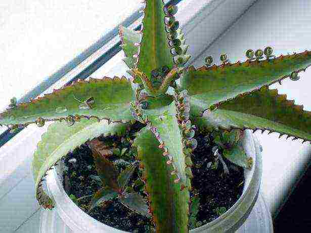 how to properly grow Kalanchoe at home