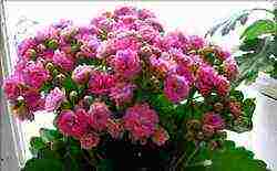 how to properly grow Kalanchoe at home