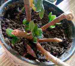 how to properly grow Kalanchoe at home