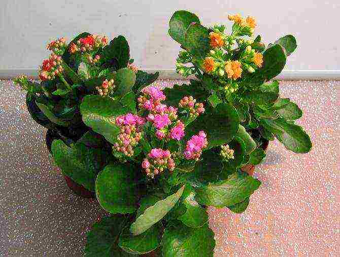 kung paano maayos na mapalago ang Kalanchoe sa bahay