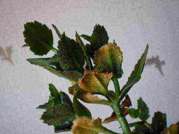 how to properly grow Kalanchoe at home