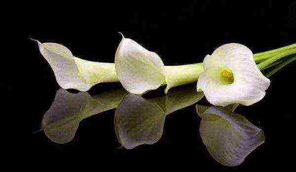 how to properly grow calla lilies at home