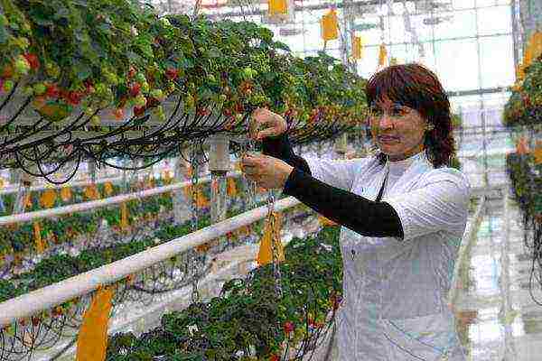 kung paano maayos na mapalago ang mga strawberry sa isang greenhouse buong taon