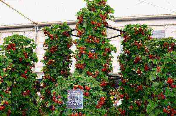 how to properly grow strawberries in a greenhouse all year round