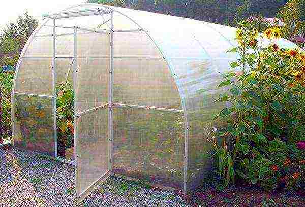 how to properly grow strawberries in a greenhouse all year round