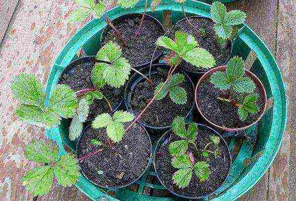 kung paano maayos na mapalago ang mga strawberry sa isang greenhouse buong taon