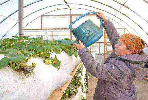 kung paano maayos na mapalago ang mga strawberry sa isang greenhouse buong taon