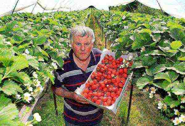 kung paano maayos na mapalago ang mga strawberry sa isang greenhouse buong taon