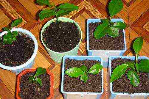 how to properly grow coffee at home