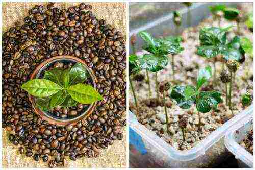 how to properly grow coffee at home