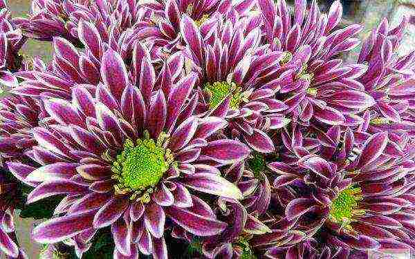 how to properly grow bush chrysanthemum for cutting