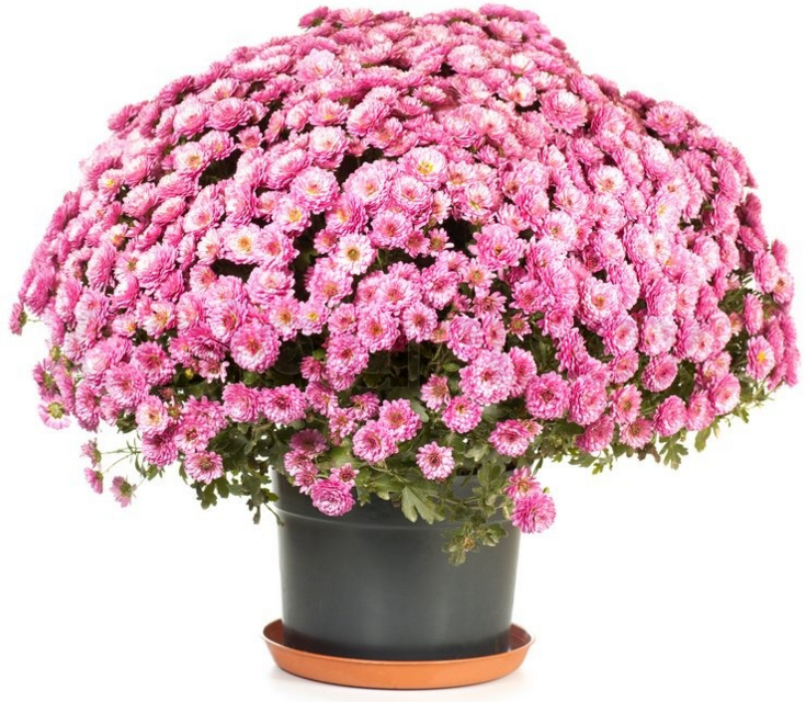 how to properly grow bush chrysanthemum for cutting