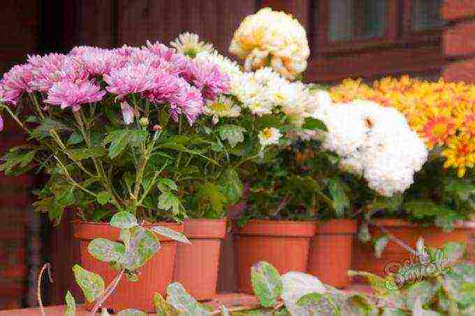 how to properly grow bush chrysanthemum for cutting